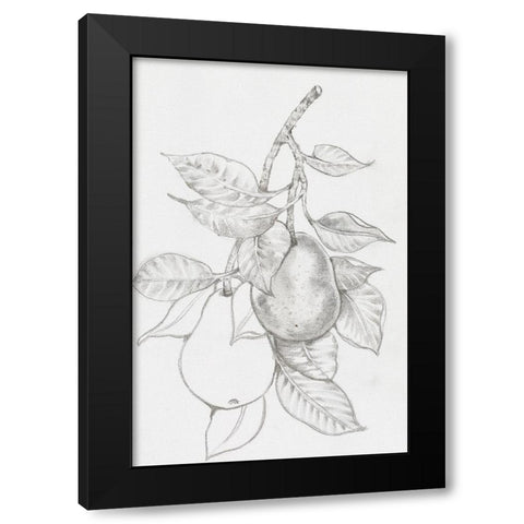 Fruit-Bearing Branch III Black Modern Wood Framed Art Print with Double Matting by OToole, Tim