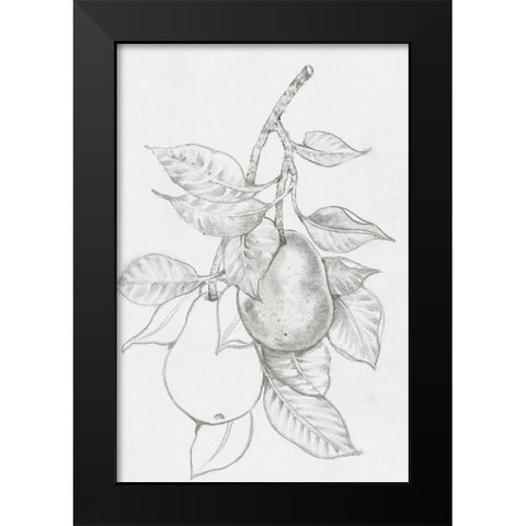 Fruit-Bearing Branch III Black Modern Wood Framed Art Print by OToole, Tim