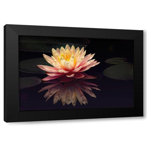 Photography Study Water Lily Black Modern Wood Framed Art Print with Double Matting by PHBurchett