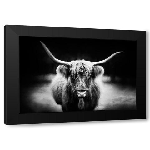 Photography Study Highland Cattle Black Modern Wood Framed Art Print by PHBurchett
