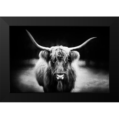 Photography Study Highland Cattle Black Modern Wood Framed Art Print by PHBurchett