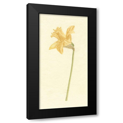 Vintage Daffodil I Black Modern Wood Framed Art Print by Caroline, Emma