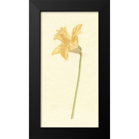 Vintage Daffodil I Black Modern Wood Framed Art Print by Caroline, Emma