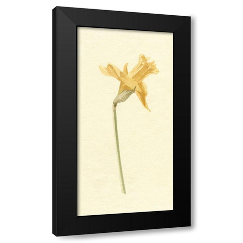 Vintage Daffodil II Black Modern Wood Framed Art Print with Double Matting by Caroline, Emma