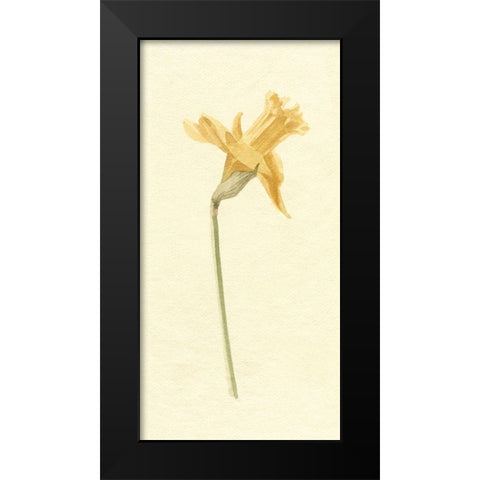 Vintage Daffodil II Black Modern Wood Framed Art Print by Caroline, Emma