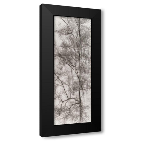 Tree Triptych I Black Modern Wood Framed Art Print by Stelfox, Norm