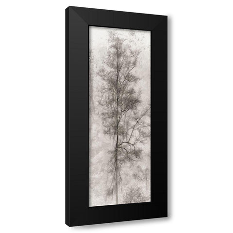 Tree Triptych II Black Modern Wood Framed Art Print by Stelfox, Norm