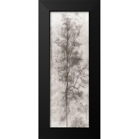 Tree Triptych II Black Modern Wood Framed Art Print by Stelfox, Norm