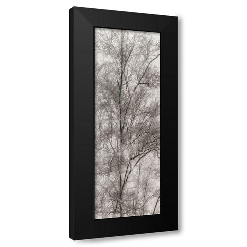 Tree Triptych III Black Modern Wood Framed Art Print with Double Matting by Stelfox, Norm
