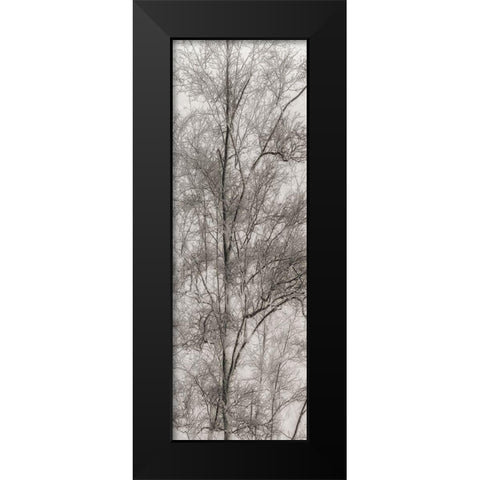 Tree Triptych III Black Modern Wood Framed Art Print by Stelfox, Norm