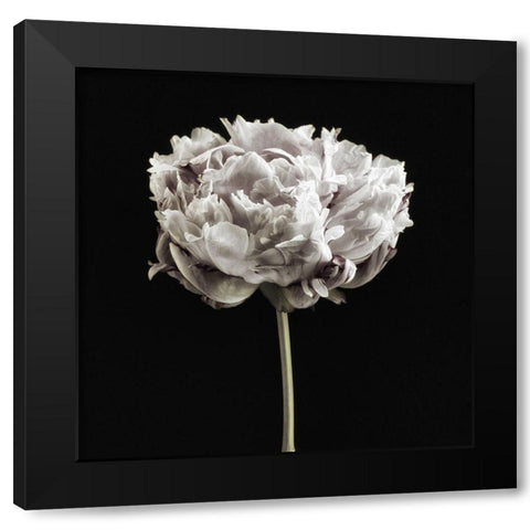 Blush Peony Portrait I Black Modern Wood Framed Art Print with Double Matting by Poinski, Dianne