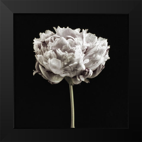 Blush Peony Portrait I Black Modern Wood Framed Art Print by Poinski, Dianne