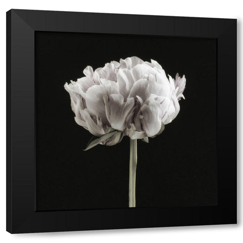 Blush Peony Portrait II Black Modern Wood Framed Art Print by Poinski, Dianne