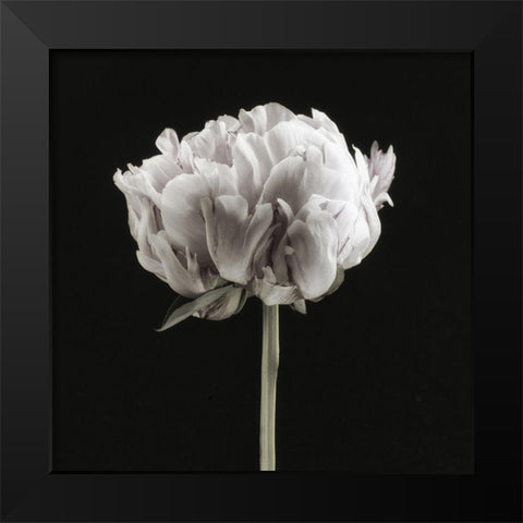 Blush Peony Portrait II Black Modern Wood Framed Art Print by Poinski, Dianne