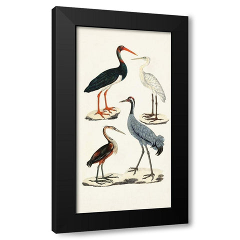 Waterbird Varieties I Black Modern Wood Framed Art Print by Unknown