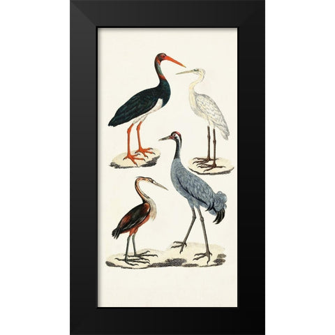 Waterbird Varieties I Black Modern Wood Framed Art Print by Unknown