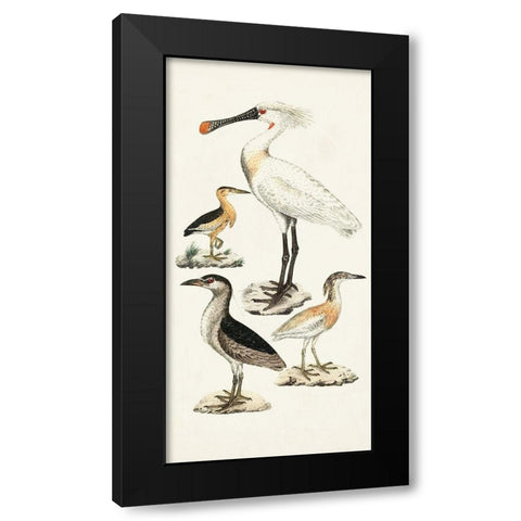 Waterbird Varieties II Black Modern Wood Framed Art Print by Unknown