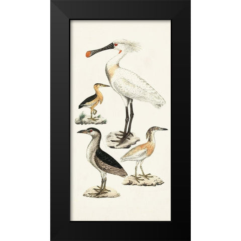 Waterbird Varieties II Black Modern Wood Framed Art Print by Unknown