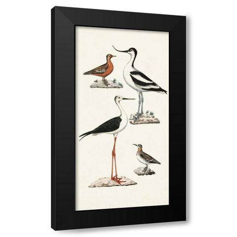 Waterbird Varieties III Black Modern Wood Framed Art Print by Unknown