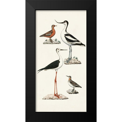 Waterbird Varieties III Black Modern Wood Framed Art Print by Unknown