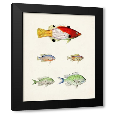 Colorful Tropical Fish I Black Modern Wood Framed Art Print with Double Matting by Unknown