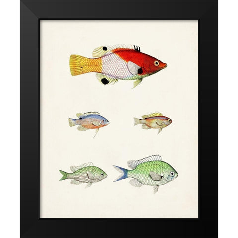 Colorful Tropical Fish I Black Modern Wood Framed Art Print by Unknown