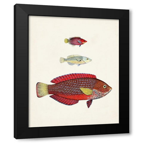 Colorful Tropical Fish II Black Modern Wood Framed Art Print by Unknown