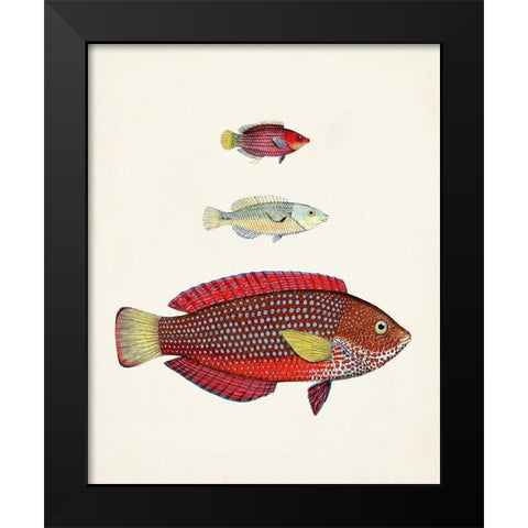 Colorful Tropical Fish II Black Modern Wood Framed Art Print by Unknown