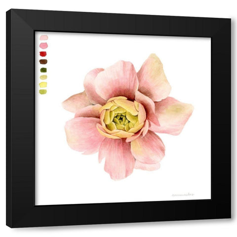 Watercolor Ranunculus Study I Black Modern Wood Framed Art Print with Double Matting by Popp, Grace