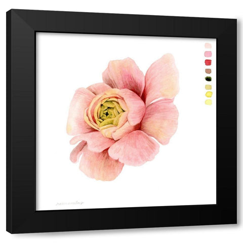 Watercolor Ranunculus Study II Black Modern Wood Framed Art Print with Double Matting by Popp, Grace