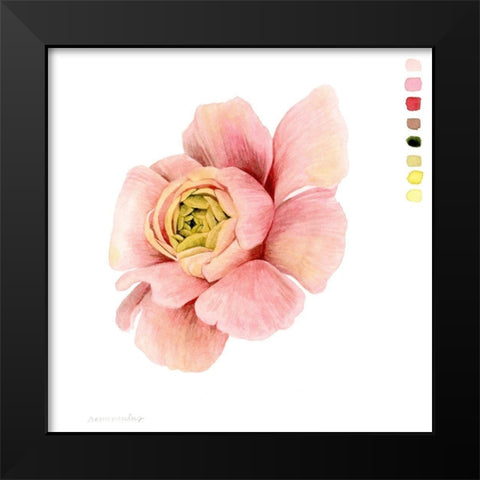 Watercolor Ranunculus Study II Black Modern Wood Framed Art Print by Popp, Grace