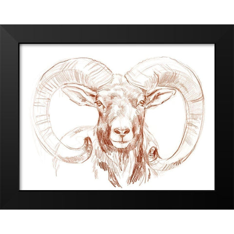Big Horn Sheep I Black Modern Wood Framed Art Print by Parker, Jennifer Paxton