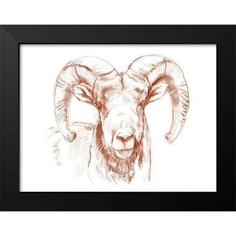 Big Horn Sheep II Black Modern Wood Framed Art Print by Parker, Jennifer Paxton