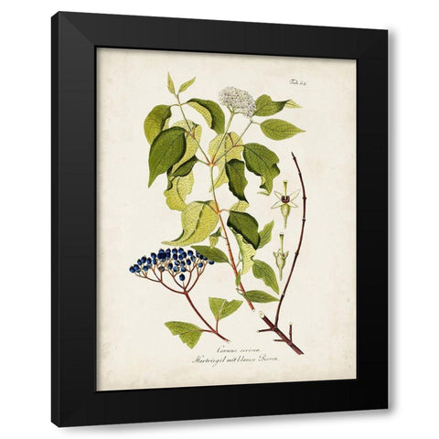 Tree in Bloom I Black Modern Wood Framed Art Print with Double Matting by Unknown