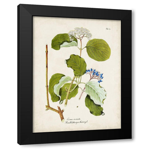 Tree in Bloom II Black Modern Wood Framed Art Print with Double Matting by Unknown