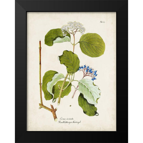 Tree in Bloom II Black Modern Wood Framed Art Print by Unknown