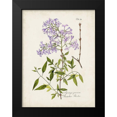 Tree in Bloom III Black Modern Wood Framed Art Print by Unknown