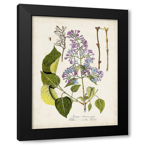 Tree in Bloom VI Black Modern Wood Framed Art Print by Unknown