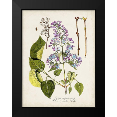 Tree in Bloom VI Black Modern Wood Framed Art Print by Unknown