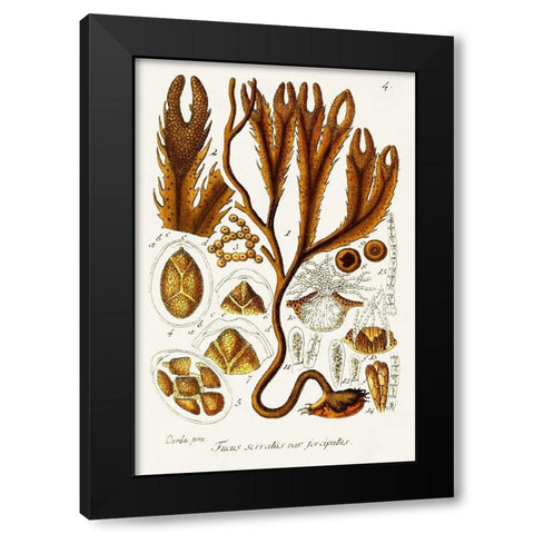 Seaweed Illustration I Black Modern Wood Framed Art Print by Unknown