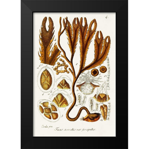 Seaweed Illustration I Black Modern Wood Framed Art Print by Unknown