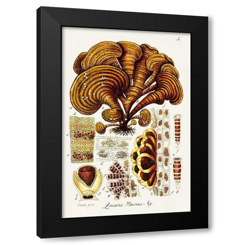 Seaweed Illustration III Black Modern Wood Framed Art Print with Double Matting by Unknown
