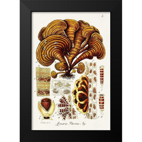 Seaweed Illustration III Black Modern Wood Framed Art Print by Unknown