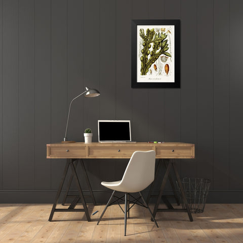 Seaweed Illustration IV Black Modern Wood Framed Art Print by Unknown