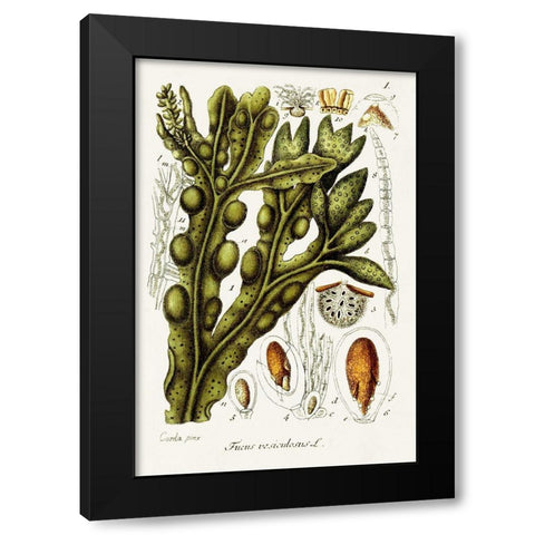 Seaweed Illustration IV Black Modern Wood Framed Art Print by Unknown