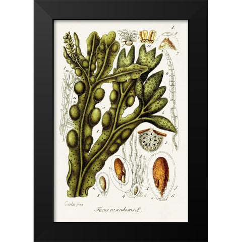 Seaweed Illustration IV Black Modern Wood Framed Art Print by Unknown