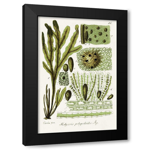 Seaweed Illustration V Black Modern Wood Framed Art Print with Double Matting by Unknown