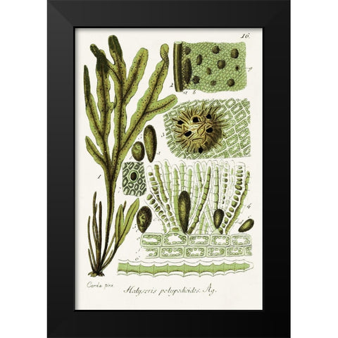 Seaweed Illustration V Black Modern Wood Framed Art Print by Unknown