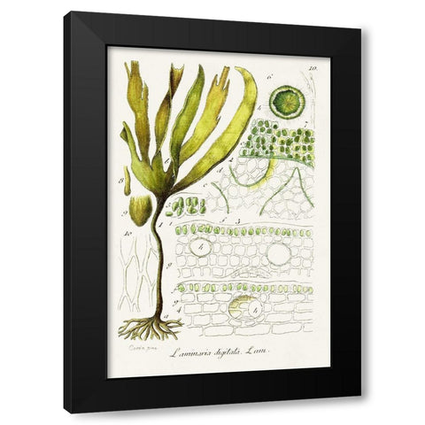 Seaweed Illustration VI Black Modern Wood Framed Art Print with Double Matting by Unknown