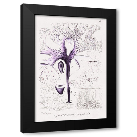 Seaweed Illustration VII Black Modern Wood Framed Art Print with Double Matting by Unknown